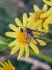 261331 – Photo : Lionel Manceau – France (53)